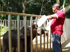 These rescued baby elephants are adorable beyond everything! Waiting to reunite with their lost families