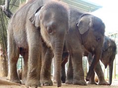 Three cute baby elephants are waiting to join a new elephant herd or a home