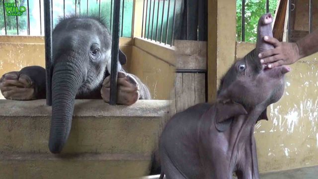 Stranded Baby elephant waiting to see its parents again