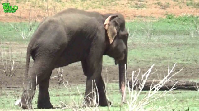 Young elephant needs immediate help due to Hakka Patas