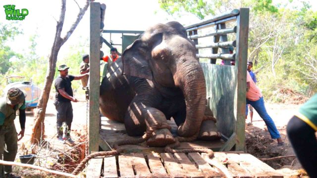 A Mega Mission to catch and transport a giant Elephant to a National Park