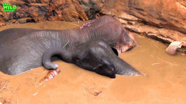 Baby and mother elephant saved by poor people with humble hearts