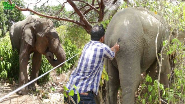 Elephant visits the park border to get his own medical treatments