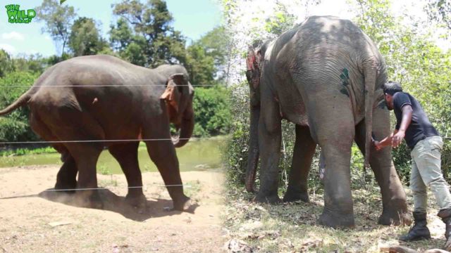 Elephant with a mangled leg gets treated by Wildlife Officers