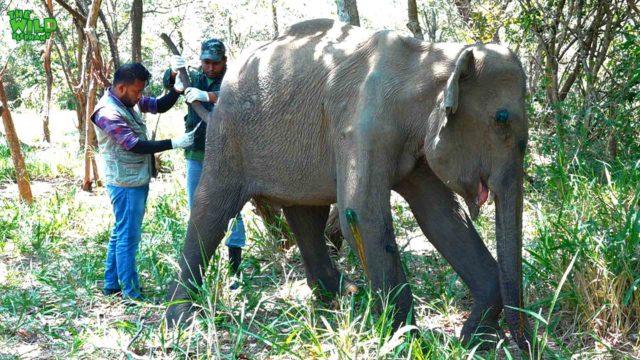 Saving a young elephant from a Hakka Patas. Aftermath