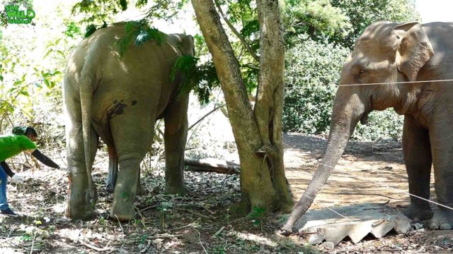 A gargantuan elephant saved after being stalked for a big game trophy