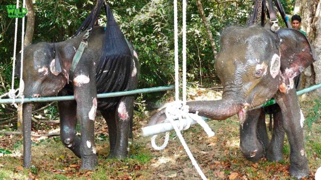 An incredible moment, saving a young elephant knocked by a train