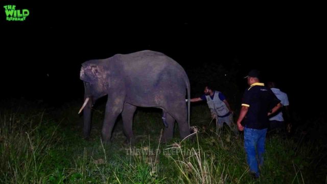 Freeing a giant elephant from a cable wire trick at night. Lives on the line