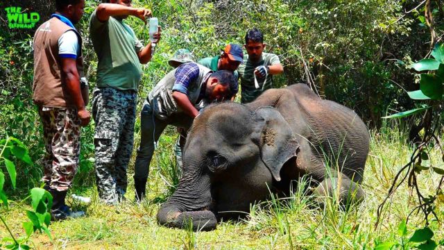 An elephant that doesn't want to give up on its life. A relentless pursuit of life