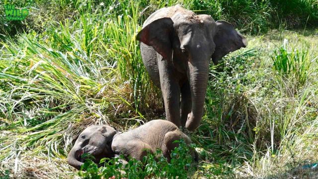 Emergency Rescue Operation To Save A Baby Elephant