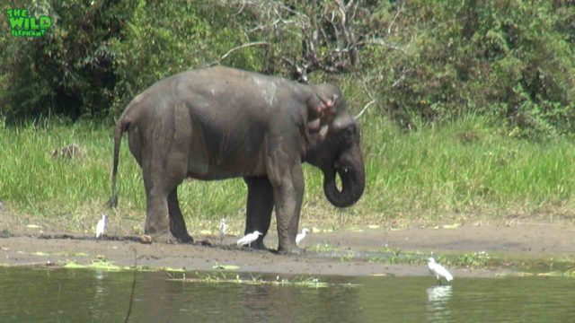 A playful elephant enjoying the company of cranes. Medical Suprise!