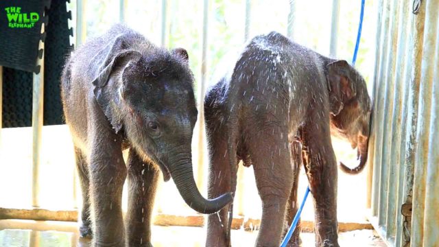 Two baby elephants saved before Christmas. Safe at Wildlife camp