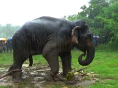 The Wildlife team to load a giant elephant into a truck to relocate The Wildlife team to load a giant elephant into a truck to relocate