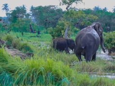 Elephant mom and baby try their best to escape from the Vets Elephant mom and baby try their best to escape from the Vets
