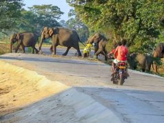 Witness the beauty and the dramaticness of an invading elephant herd through a village Witness the beauty and the dramaticness of an invading elephant herd through a village