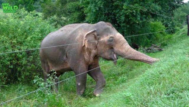 Tourists get too close to a giant Asian elephant in Sri Lanka. Unexpected friendliness