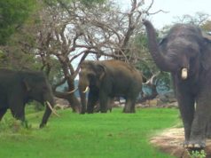 A Beautiful Scene of Young Tuskers with an Elephant Herd