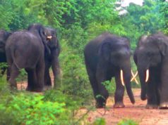 Young elephants fight for girl.The social behavior of elephants