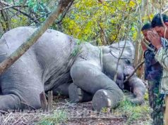 The Heroes in the wild – a mission to treat an injured wild elephant