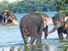 Elephants and the refreshing bath in a tank. The park is full of free-roaming elephants