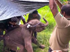 Sick and Lost : A rescue mission of an orphaned elephant calf