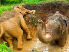 Fallen Elephant Gets Rescued from a massive farm well