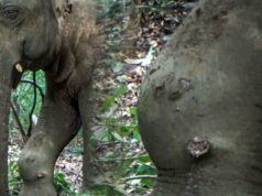 The wildlife officers are treating a fatal gunshot wound; will the wild elephant survive?