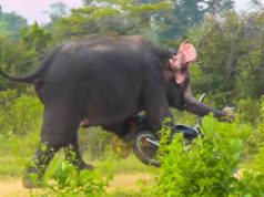 Furious elephant tramples parked motorcycle after get save by wildlife officers