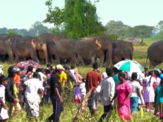 The elephants are not violent when they are in a group