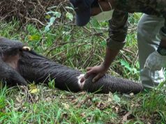 Treating an elephant with a critical injury in the trunk was treated by the veterinary surgeons