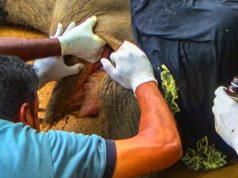 Silent Suffering: The Plight of an Elephant with an Injured Mouth and Severe Infection