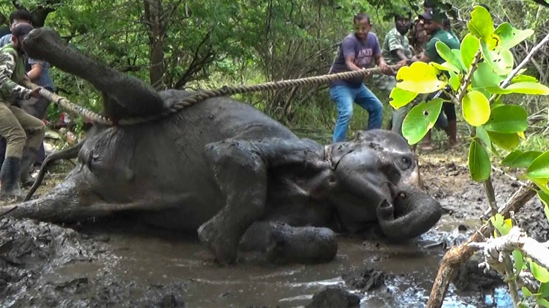 The Incredible Journey: Saving a Wounded Elephant with Wildlife Warriors - Wild Elaphant Video