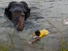 Heroic Humanity Rescues Elephant Trapped by Canal: Amazing Escape from Swallowing Dam