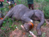 Rescuers Free Baby Elephant From Cable Trap | Jungle Rescue