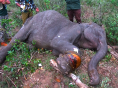 Rescuers Free Baby Elephant From Cable Trap | Jungle Rescue